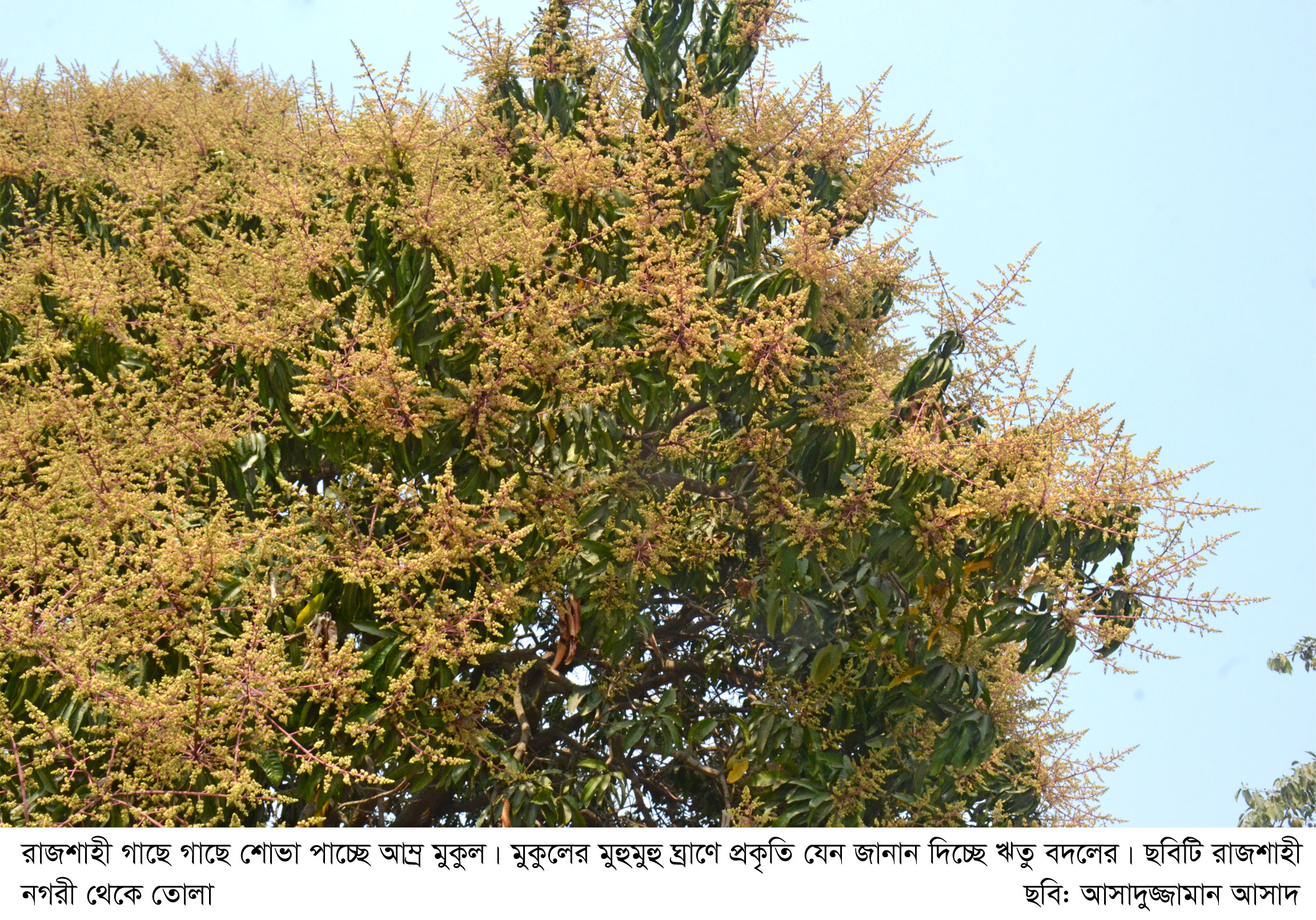 রাজশাহীতে সোনারঙে ছেয়ে গেছে আমের বাগান
