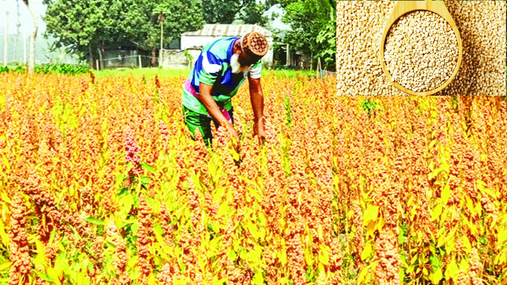 সারিয়াকান্দিতে কিনোয়া চাষে সাফল্য