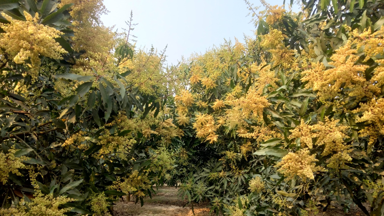 মুকুলের ঘ্রাণে মাতোয়ারা নওগাঁ, বাম্পার ফলনের স্বপ্ন