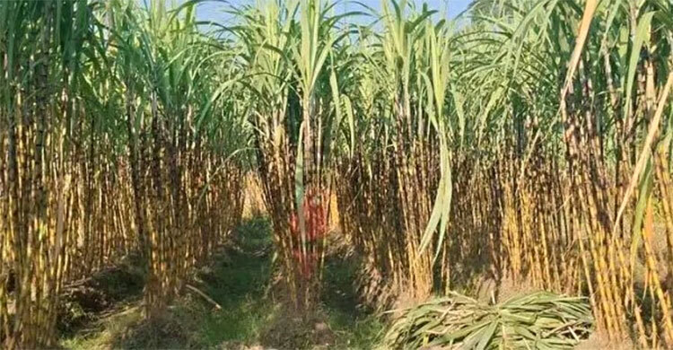 অর্ধেকে এসে ঠেকেছে রাজশাহী অঞ্চলের আখচাষ