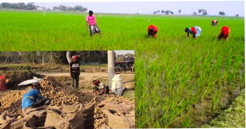 তানোরে বোরো পরিচর্যা ও আলু উত্তোলনের ধুম, বাড়ছে শ্রমিকের কদর
