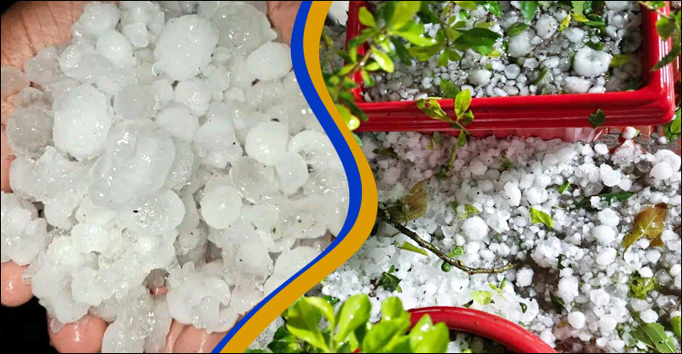 নীলফামারীতে কালবৈশাখী-শিলাবৃষ্টিতে ফসলের ব্যাপক ক্ষতি