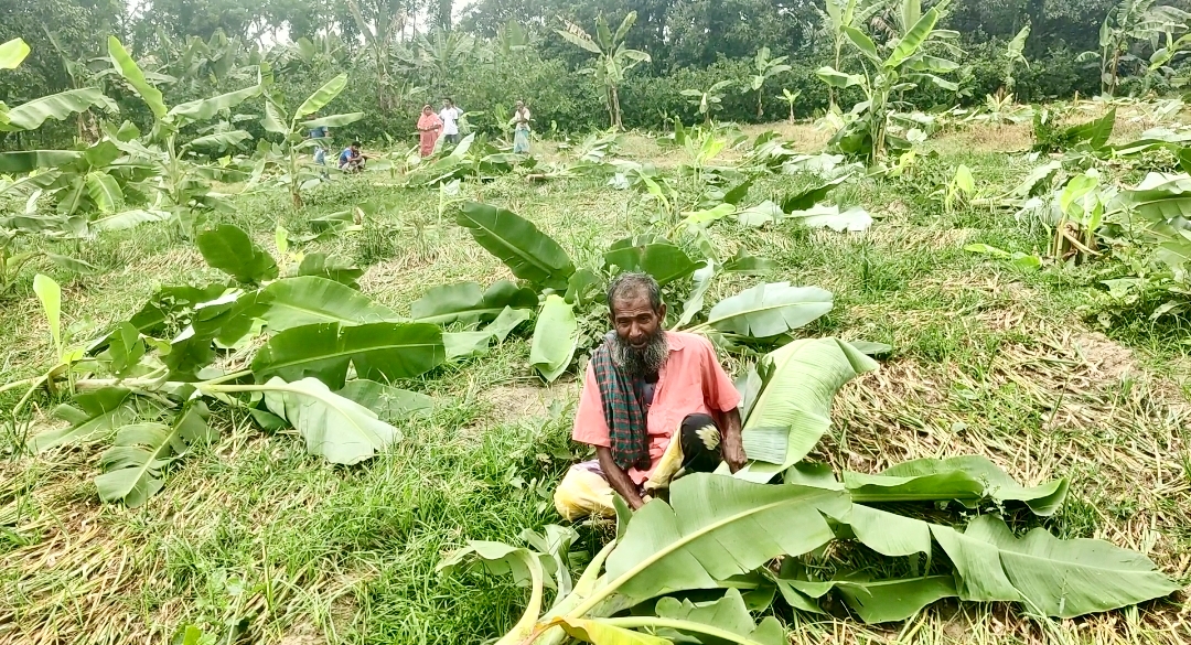 পুঠিয়ায় দুইটি কলার বাগান সহ ভুট্টার ক্ষেত কেটে ফেলল দুর্বোত্তরা