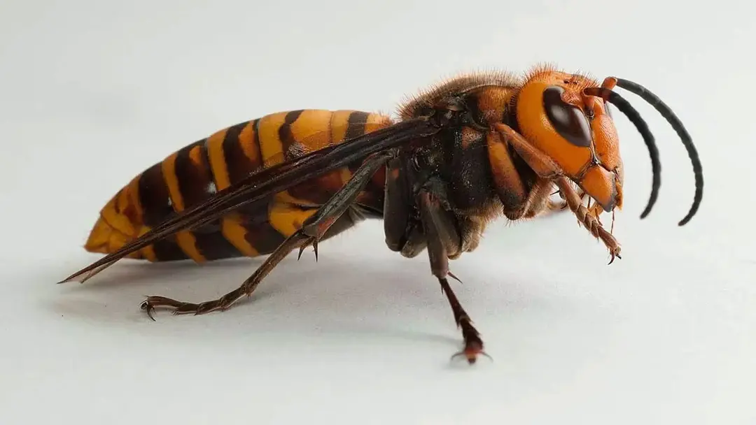 ভিমরুলের আক্রমণে পুকুরে ঝাঁপ দিয়েও প্রাণ গেল বৃদ্ধের