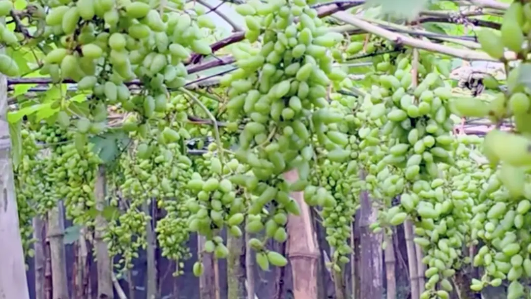 আঙুর চাষে সাফল্য, বছরে ২০ লাখ টাকা বিক্রির আশা