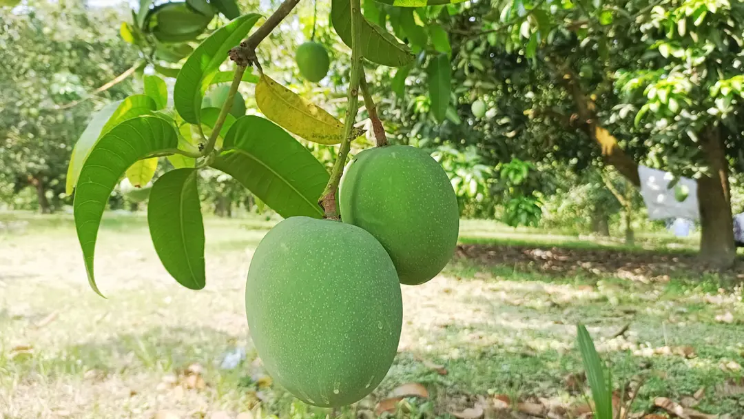 ৫ মে থেকে বাজারে পাওয়া যাবে সাতক্ষীরার আম