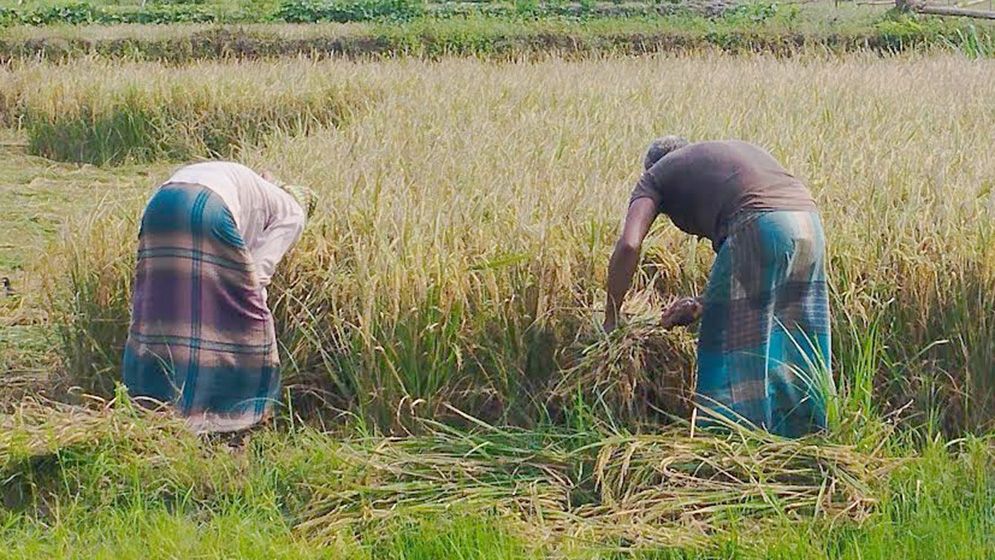 একমণ ধানেও মিলছে না একজন শ্রমিক