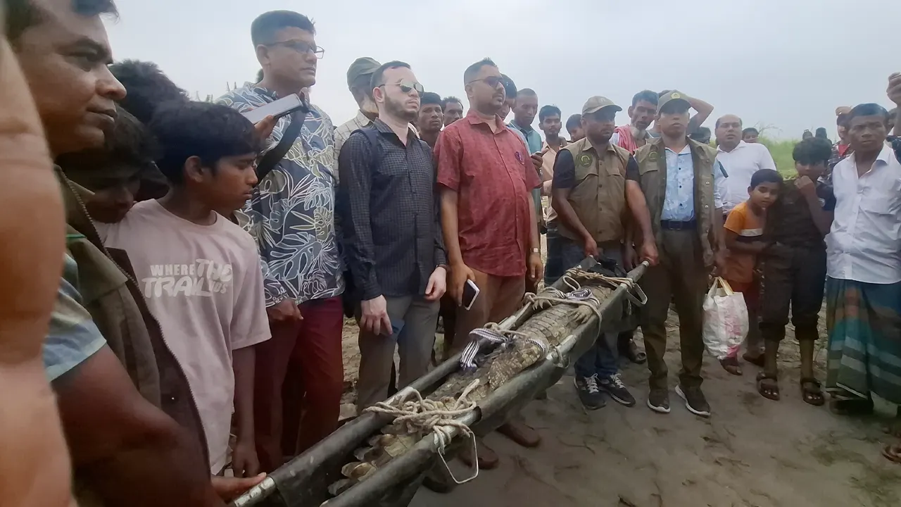পদ্মায় বড়শিতে ধরা কুমির নেওয়া হলো খুলনায়