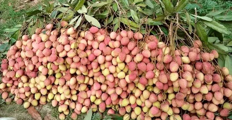 মৌসুমের শুরুতে রাজশাহীতে লিচুর দাম আকাশছোঁয়া
