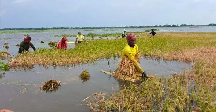 পানির নিচে অর্ধলক্ষ হেক্টর জমির ধান, উৎপাদন নিয়ে শঙ্কা