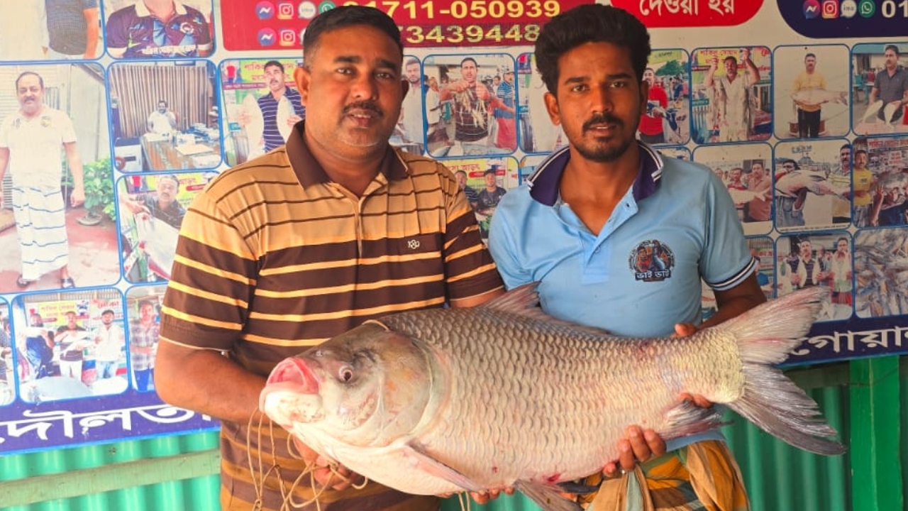 পদ্মায় ধরা পড়ল ২১ কেজির কাতল