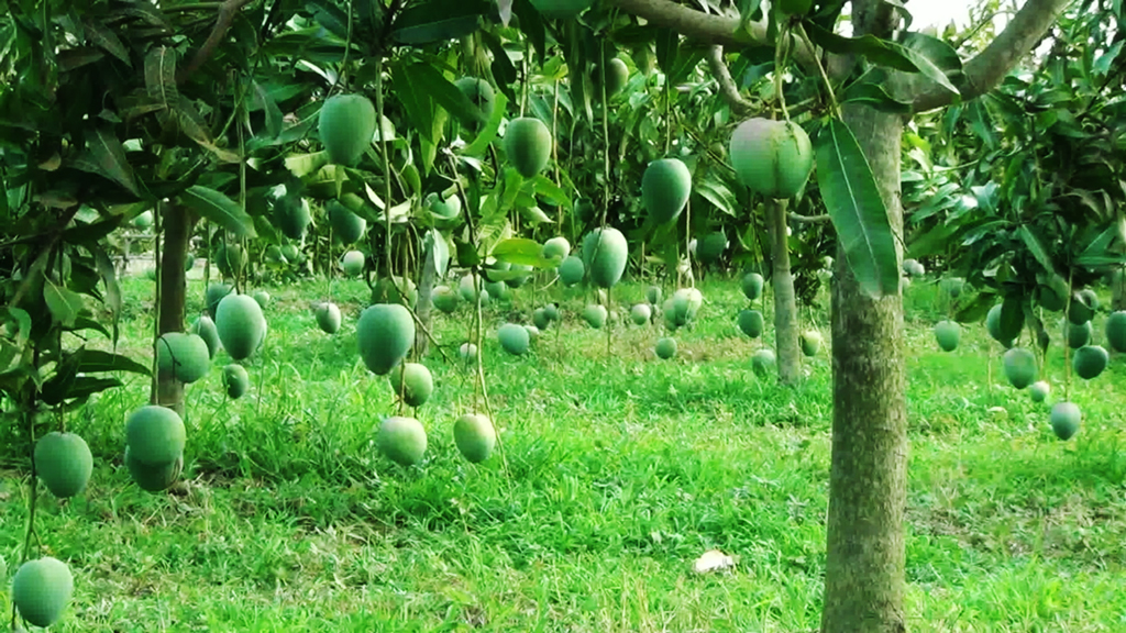 নওগাঁয় ২২ মের আগে আম সংগ্রহ করা যাবে না