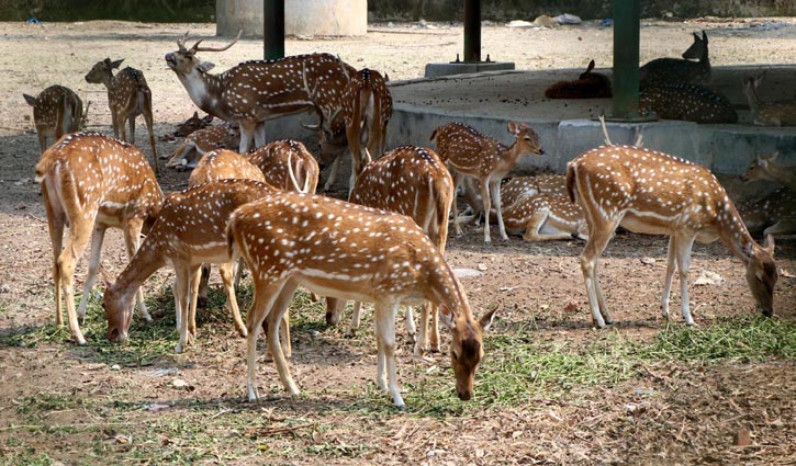 প্রাণহীন চিড়িয়াখানা হচ্ছে ‘বার্ড পার্ক’