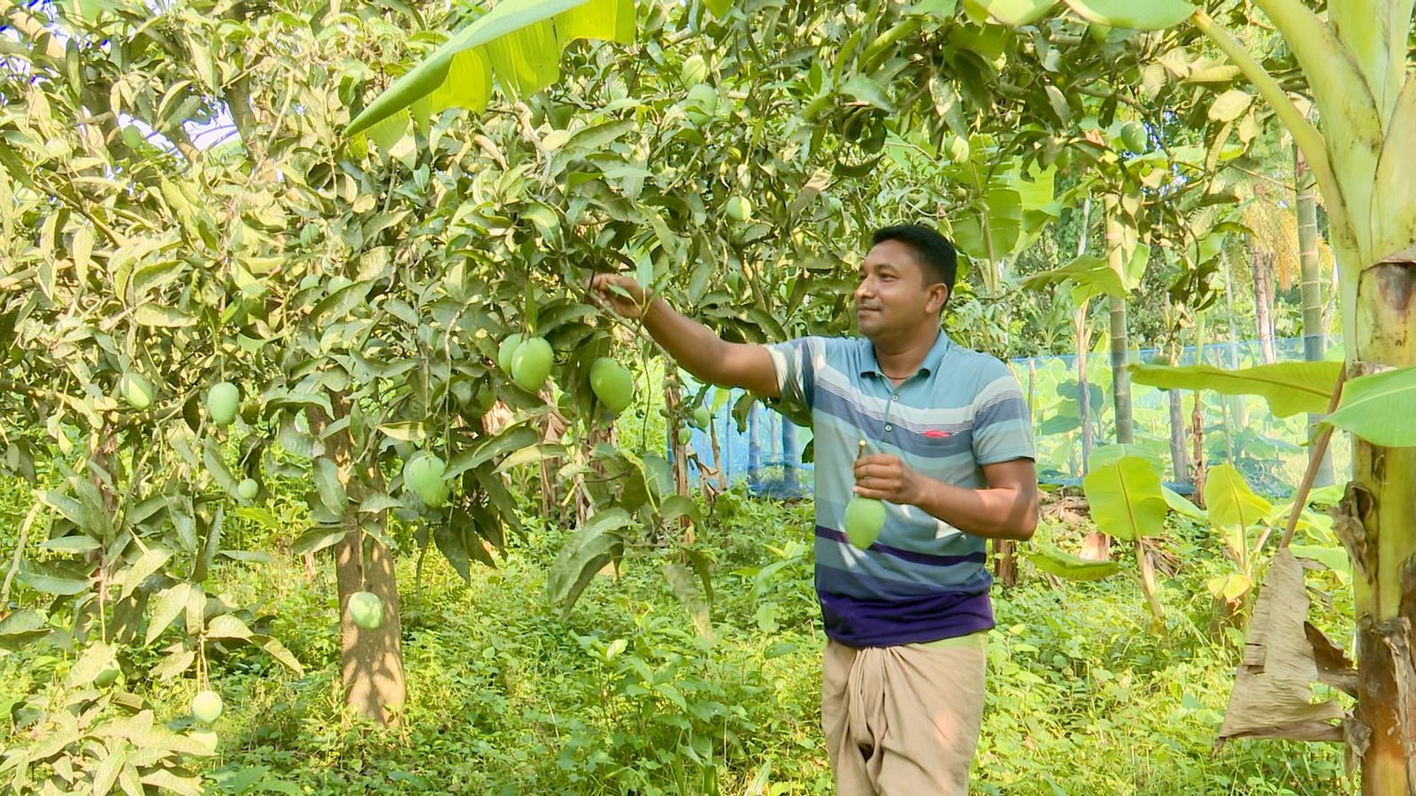 রাজশাহীতে গুটিজাত দিয়ে আম নামানো শুরু