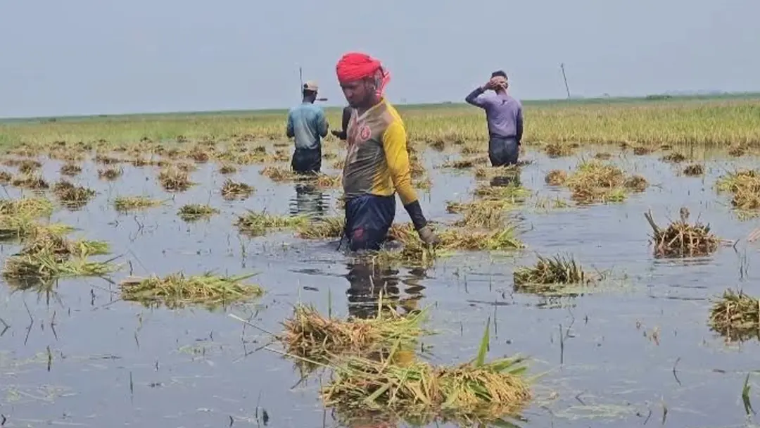 ক্ষতিগ্রস্ত কৃষকের তালিকায় মৃত-ধনাঢ্য ব্যক্তিরাও