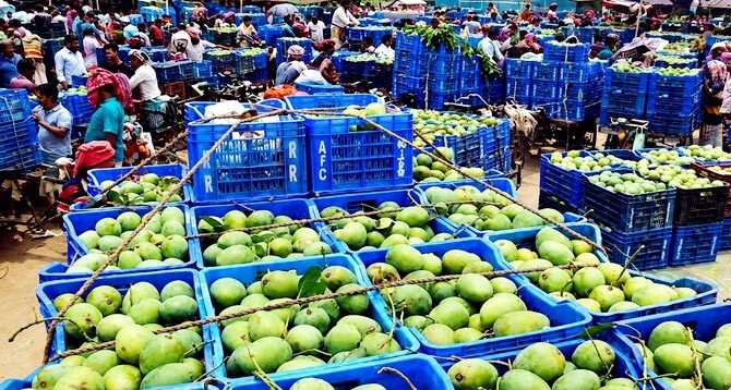 ‘ঢলন’ প্রথায় শত কোটি টাকা হারাচ্ছেন রাজশাহীর আম চাষিরা