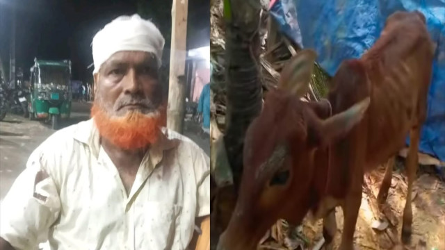 চুরি হওয়া গরু ১ সপ্তাহ পর পাওয়া গেল বিএনপি নেতার গোয়ালঘরে