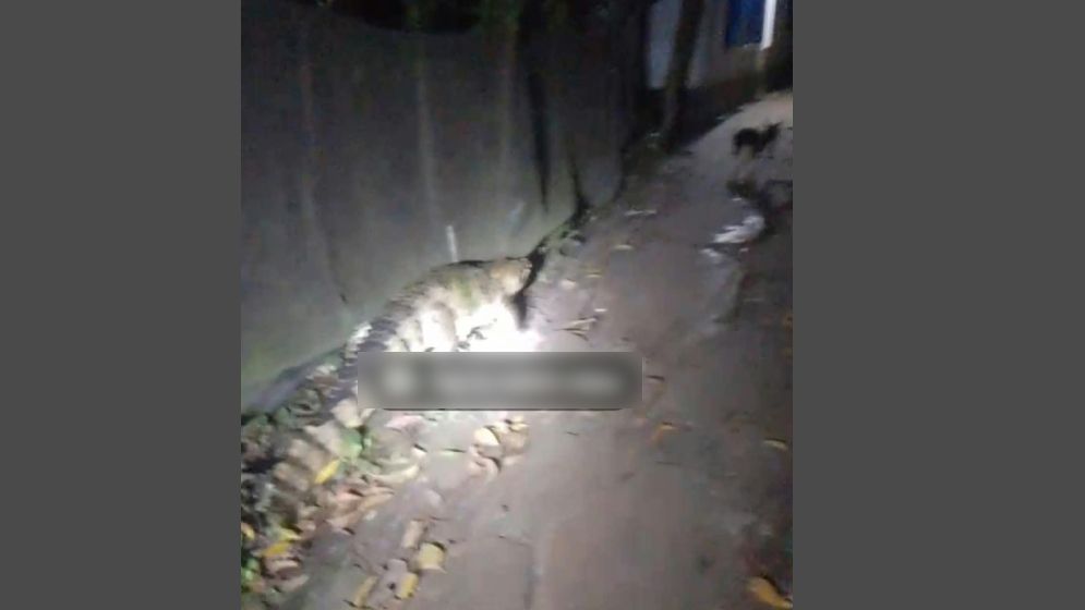 বন্দরে লোকালয়ে ঘুরে বেড়াচ্ছে বিশাল কুমির, আতঙ্কিত এলাকাবাসী