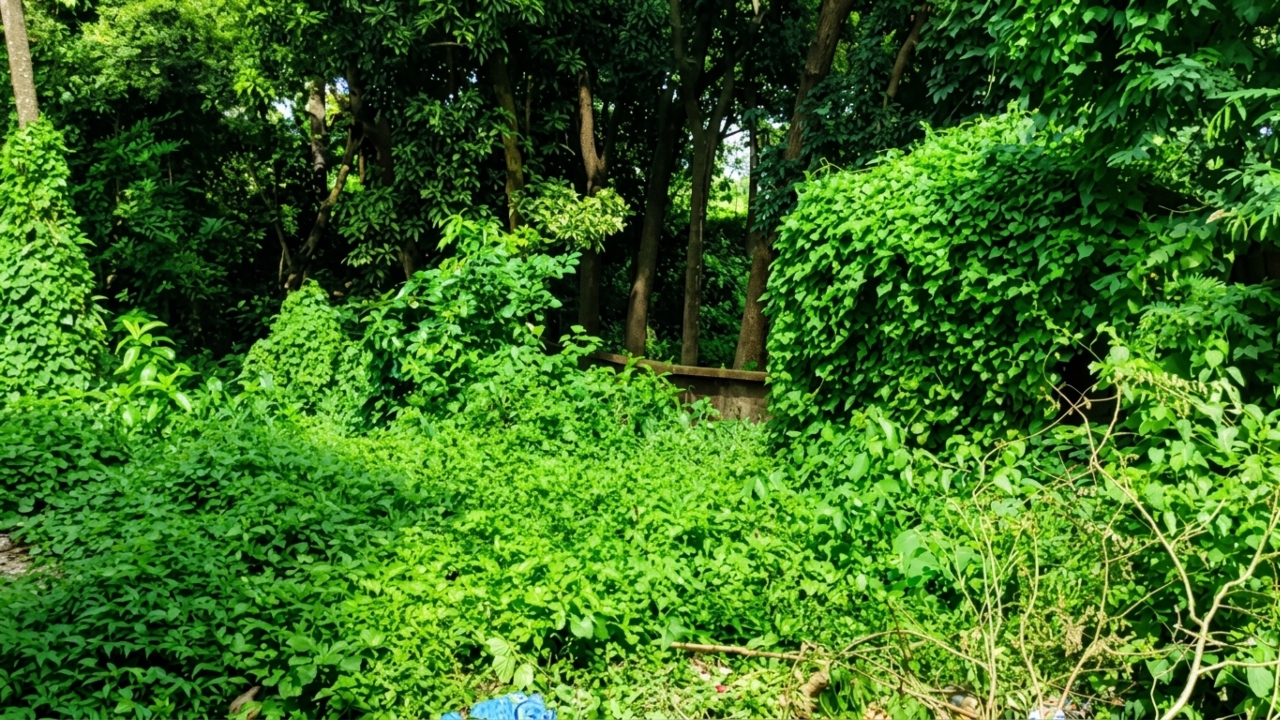 টিকটকে পরিচয়, ঢাকা থেকে কুমিল্লায় এসে ধর্ষণের শিকার কিশোরী 
